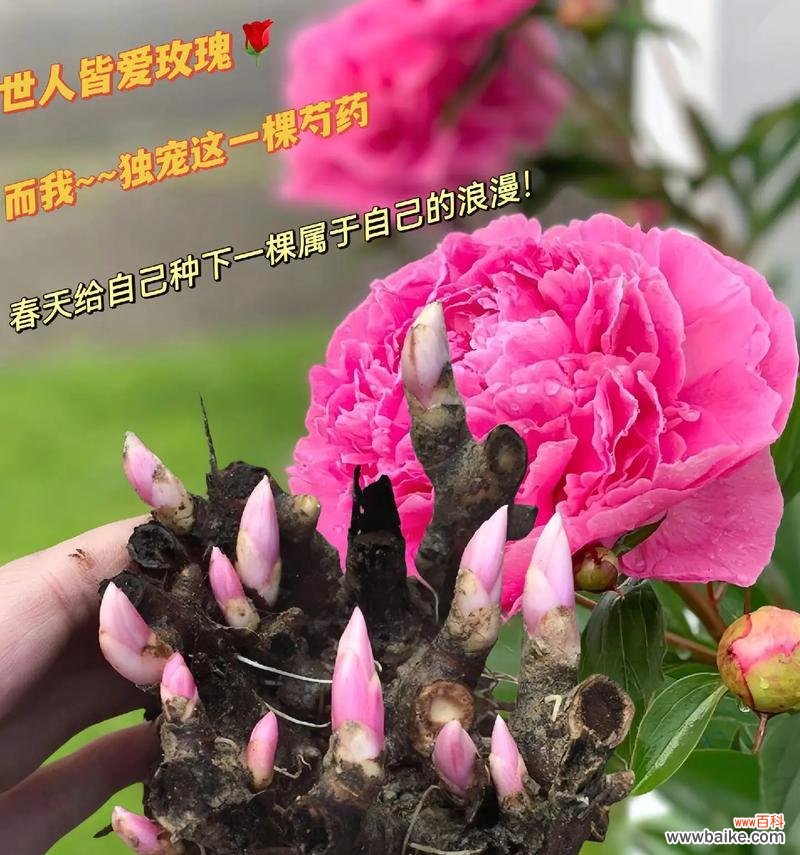 芍药的花语代表什么？