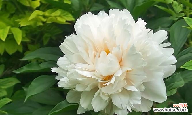 芍药的花语代表什么？