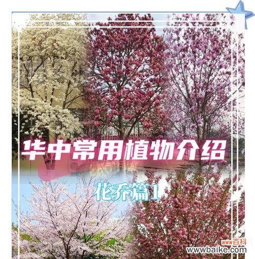 四季樱花的花语和寓意有何不同?