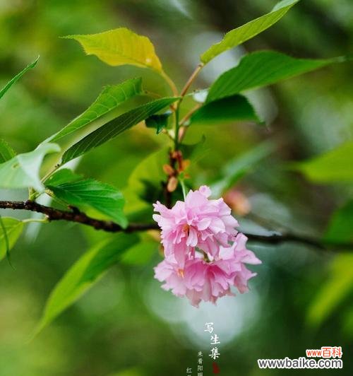 四季樱花的花语和寓意有何不同?