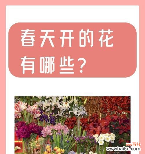 四季樱花的花语和寓意有何不同?