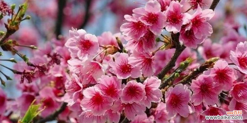 樱花的花语代表了什么?