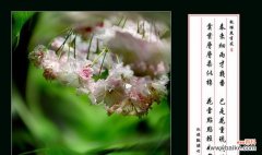 樱花的花语代表了什么？