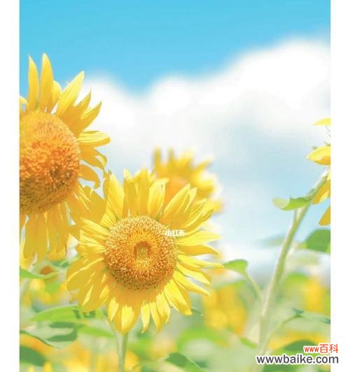 透过花语解读以太阳花的深意 以太阳花的唯美花语——阳光的守护者