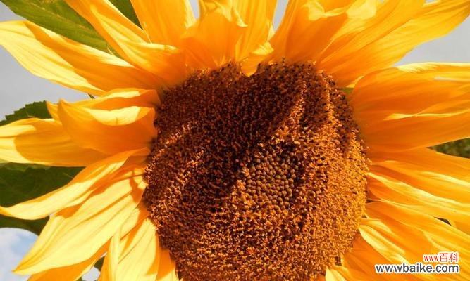 透过花语解读以太阳花的深意 以太阳花的唯美花语——阳光的守护者