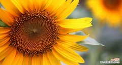 以太阳花的多重寓意与意义 以太阳花花语——生命与希望的象征