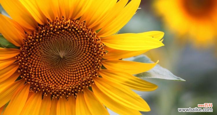 以太阳花的多重寓意与意义 以太阳花花语——生命与希望的象征