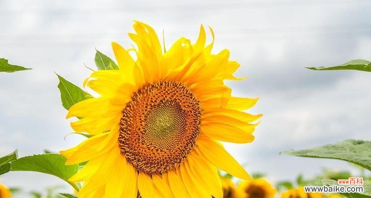 探寻以太阳花的意义与象征,以及其在人们心中的重要地位 以太阳花花语的含义与象征