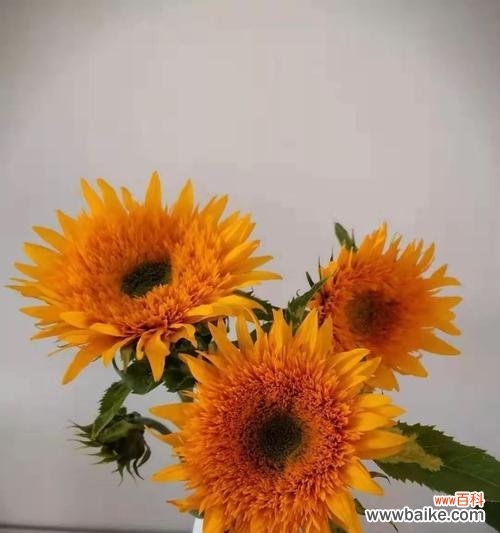 探寻以太阳花的意义与象征,以及其在人们心中的重要地位 以太阳花花语的含义与象征