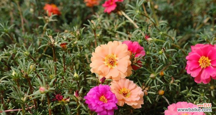 探寻以太阳花的意义与象征,以及其在人们心中的重要地位 以太阳花花语的含义与象征