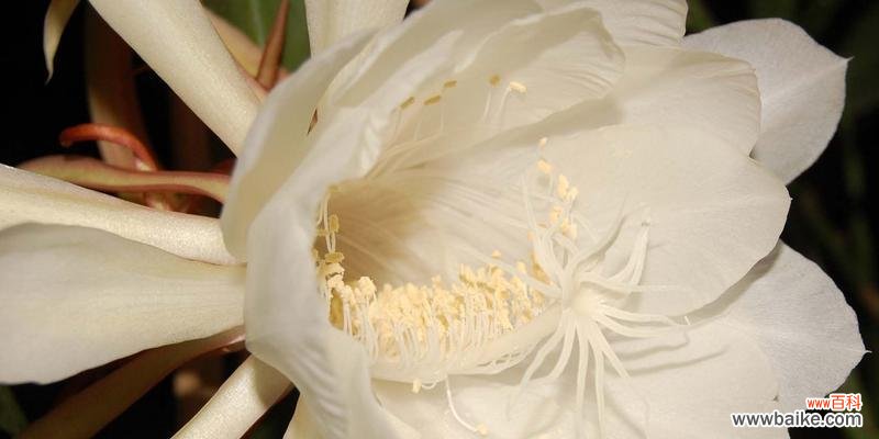 探寻昙花的神秘与美丽，解读其独特的花语 昙花的花语及其深层含义
