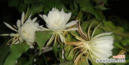 探寻昙花的神秘与美丽，解读其独特的花语 昙花的花语及其深层含义