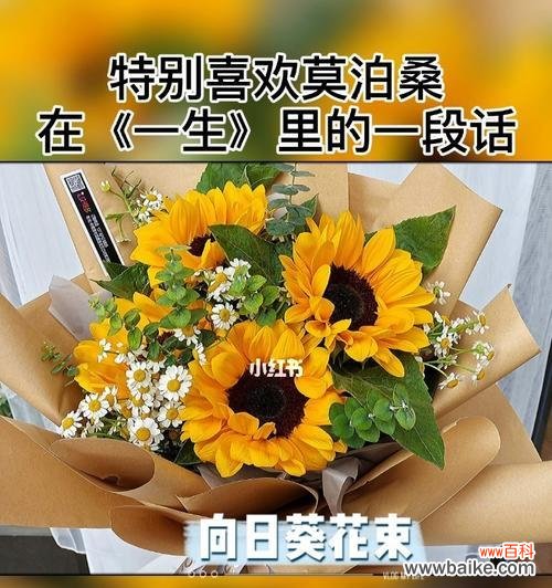 探寻以太阳花的象征意义与传承价值 以太阳花的花语含义