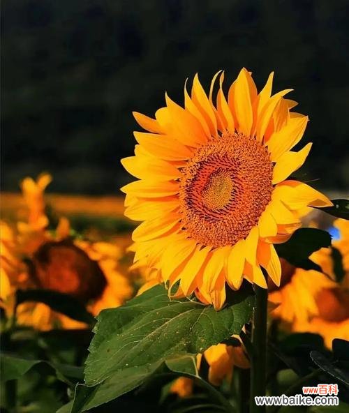 探寻以太阳花的象征意义与传承价值 以太阳花的花语含义