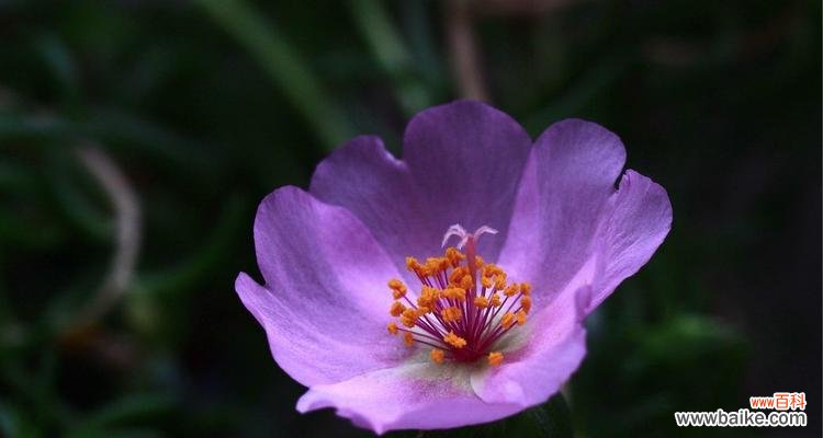 探寻以太阳花的象征意义与传承价值 以太阳花的花语含义