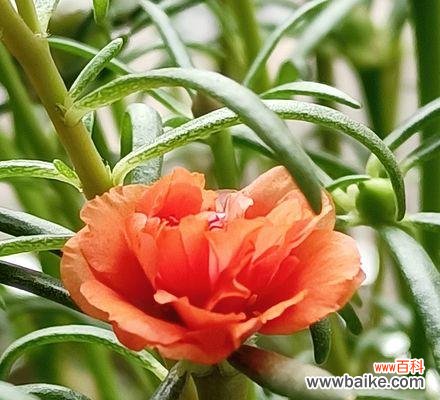 探寻以太阳花为象征的深层含义,感悟生活中的阳光与希望 以太阳花的寓意与感悟