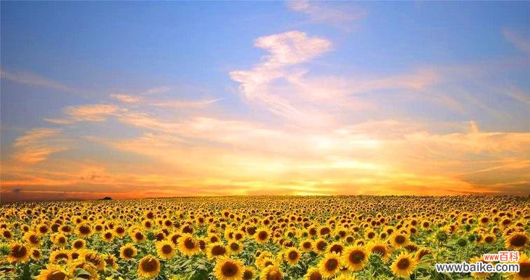 探寻以太阳花为象征的深层含义,感悟生活中的阳光与希望 以太阳花的寓意与感悟