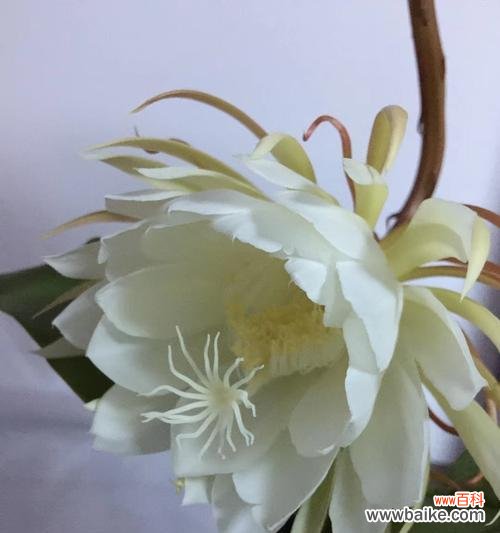 以昙花为象征的淡然与坚韧 昙花的花语与寓意