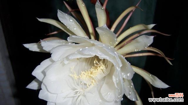 昙花的神秘语言与奇妙魅力 昙花花语