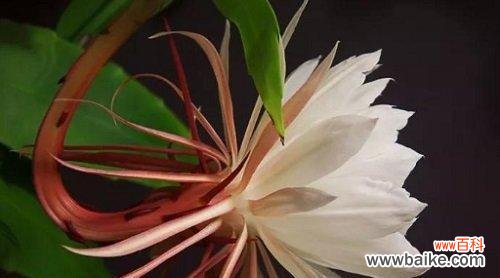 一朵绽放一夜的奇迹 昙花的美丽与寓意