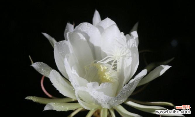 一朵绽放一夜的奇迹 昙花的美丽与寓意