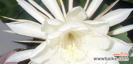 一朵绽放一夜的奇迹 昙花的美丽与寓意