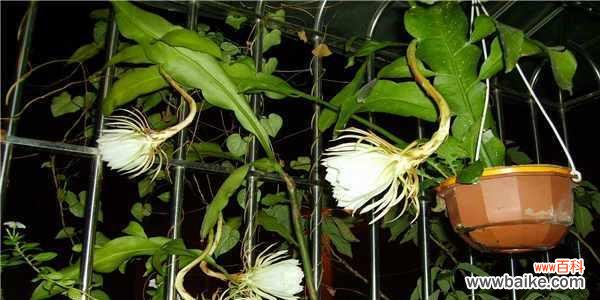 浪漫脆弱的昙花，蕴含着丰富的象征意义和风水智慧 昙花之寓意与象征风水