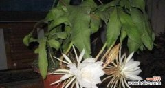 浪漫脆弱的昙花，蕴含着丰富的象征意义和风水智慧 昙花之寓意与象征风水