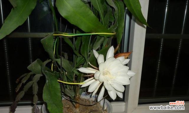 浪漫脆弱的昙花，蕴含着丰富的象征意义和风水智慧 昙花之寓意与象征风水