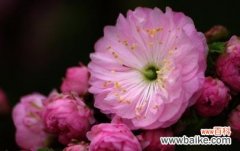 探索桃花的花语，传递爱与希望 桃花的花语及其寓意