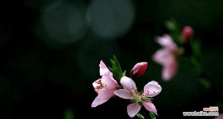 探索桃花的花语,传递爱与希望 桃花的花语及其寓意