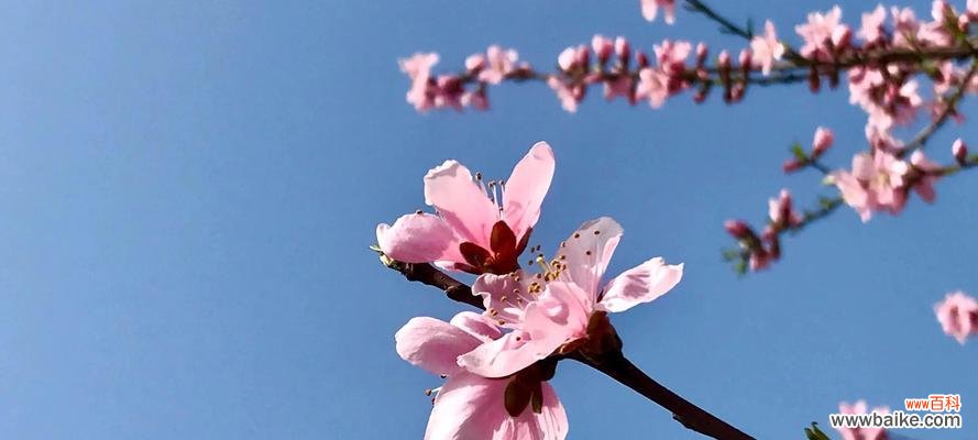 探索桃花的神秘力量与象征意义 桃花的花语与象征意义