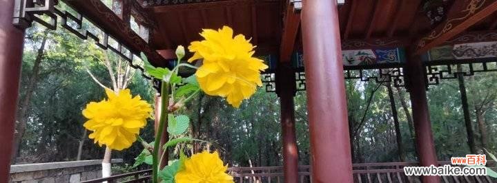 探秘以棠棣花的丰富象征 以棠棣花的寓意和象征意义