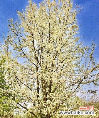 探秘以棠棣花的丰富象征 以棠棣花的寓意和象征意义