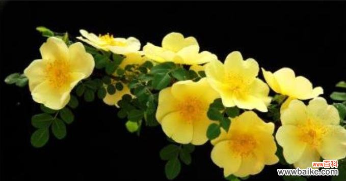 传承千年的美丽寓意 以棠棣花的象征意义