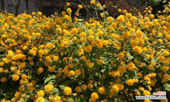 传承千年的美丽寓意 以棠棣花的象征意义