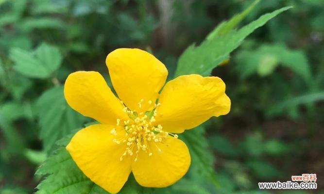 传承千年的美丽寓意 以棠棣花的象征意义