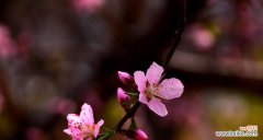 桃花花语的含义及其在爱情中的象征 桃花花语——爱情的绽放