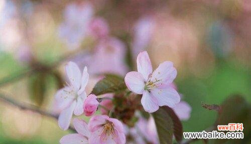 桃花花语的含义及其在爱情中的象征 桃花花语——爱情的绽放