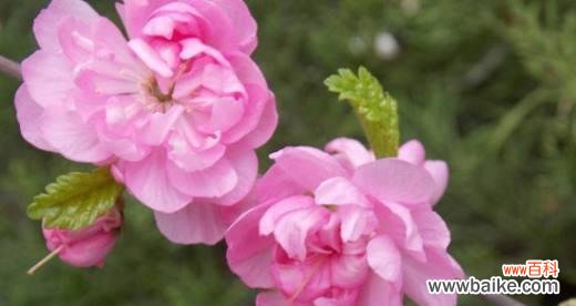 探索桃花的美丽与意义 桃花的寓意和象征