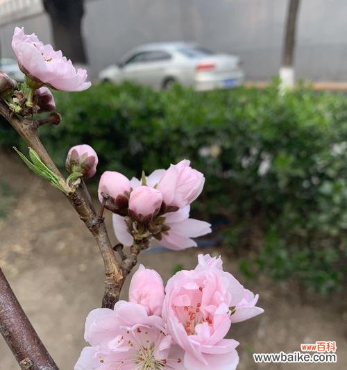 探索桃花的美丽与意义 桃花的寓意和象征