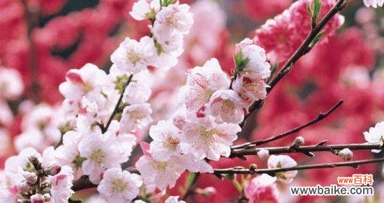 桃花 桃花花语与其代表意义