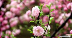 桃花的美丽与寓意 桃花