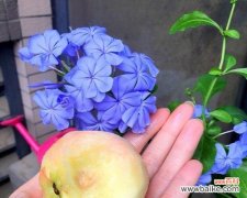 桃子的美丽与丰富内涵 桃子的寓意与象征