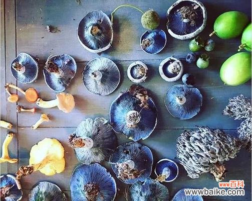 探秘嚏根草的神秘花语及其传说 嚏根草的花语与传说