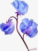 天蓝蝴蝶兰 天蓝色的蝴蝶兰