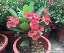 铁海棠的寓意和象征意义 铁海棠——坚强、勇敢和希望的象征