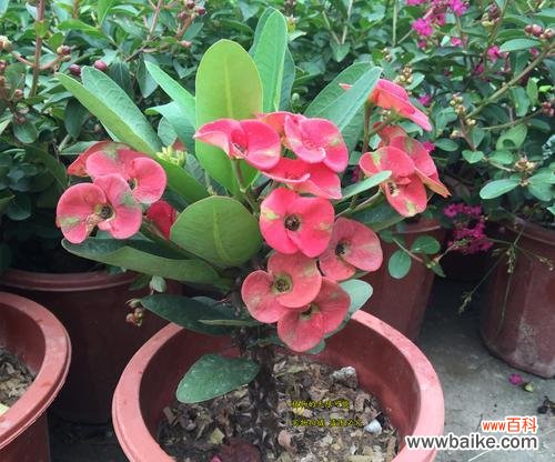 铁海棠的寓意和象征意义 铁海棠——坚强、勇敢和希望的象征