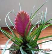 探索铁兰花语的深层含义与应用 铁兰花语与其美丽神秘的象征意义