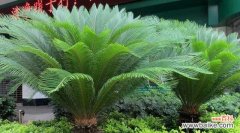 探寻铁树不开花的奥秘 铁树不开花之谜